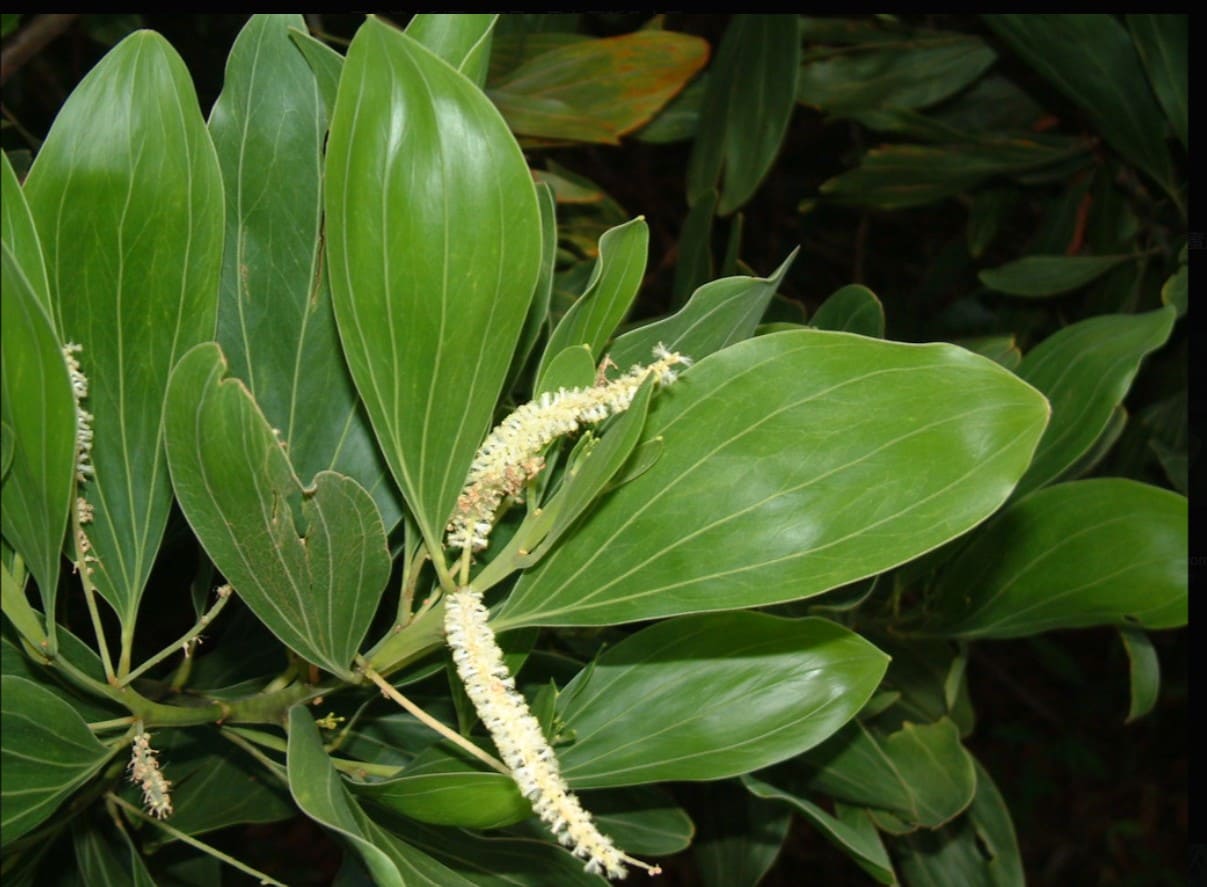 Acacia 树