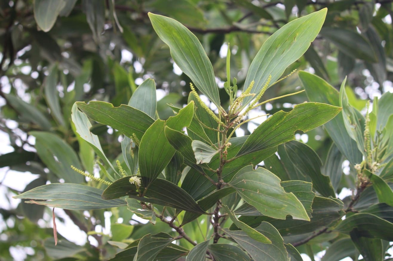 Acacia 树