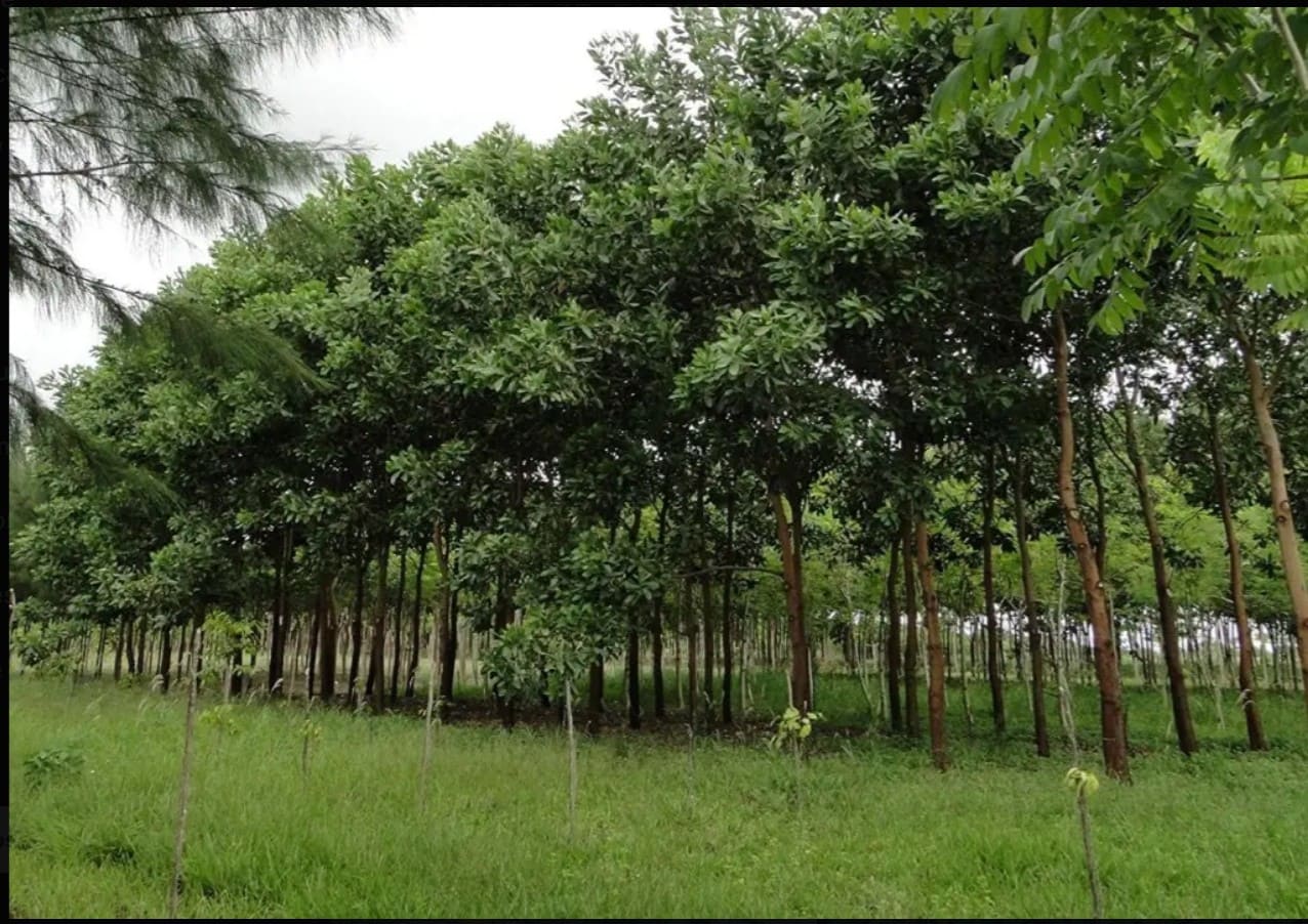 Acacia 树