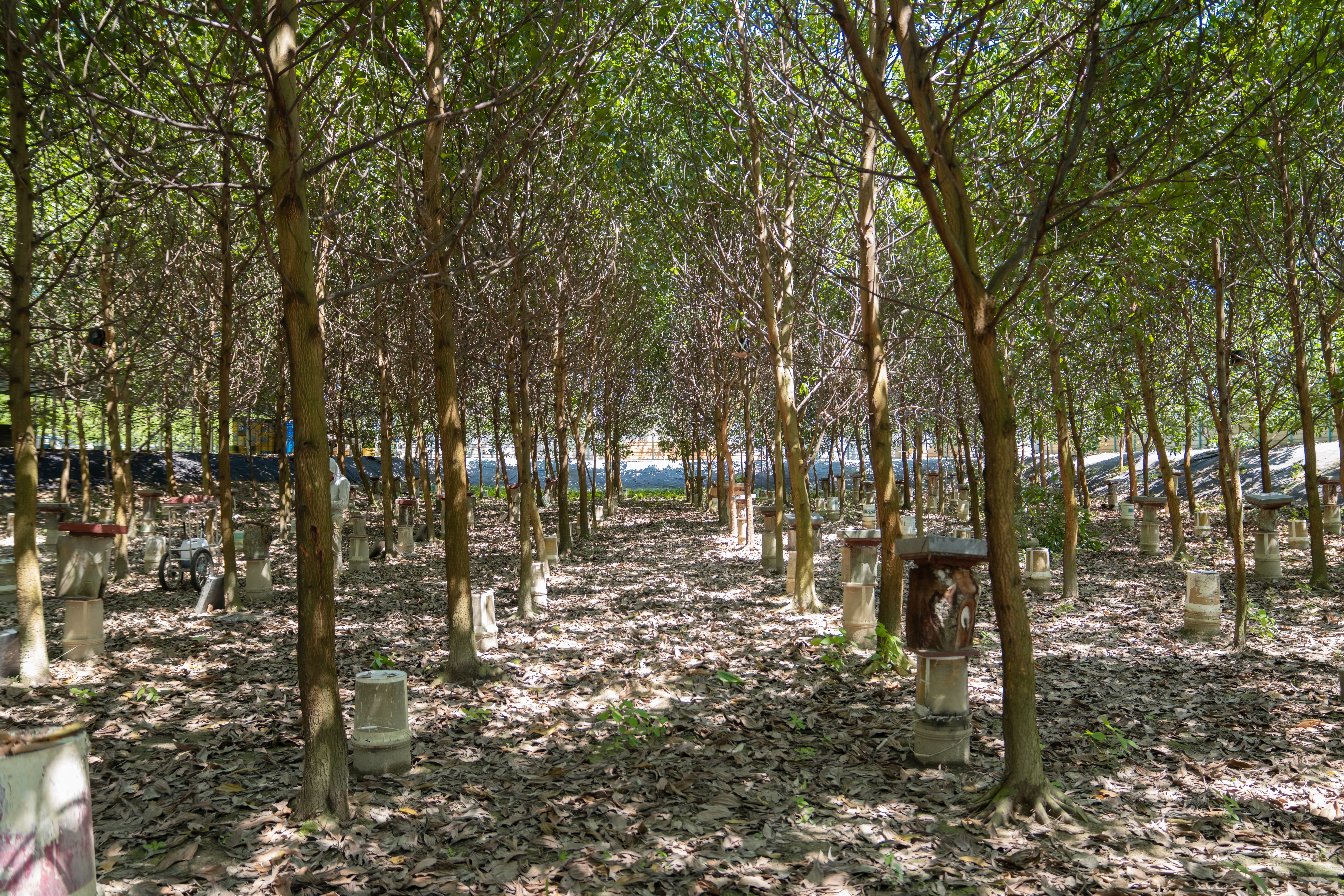 Acacia 树