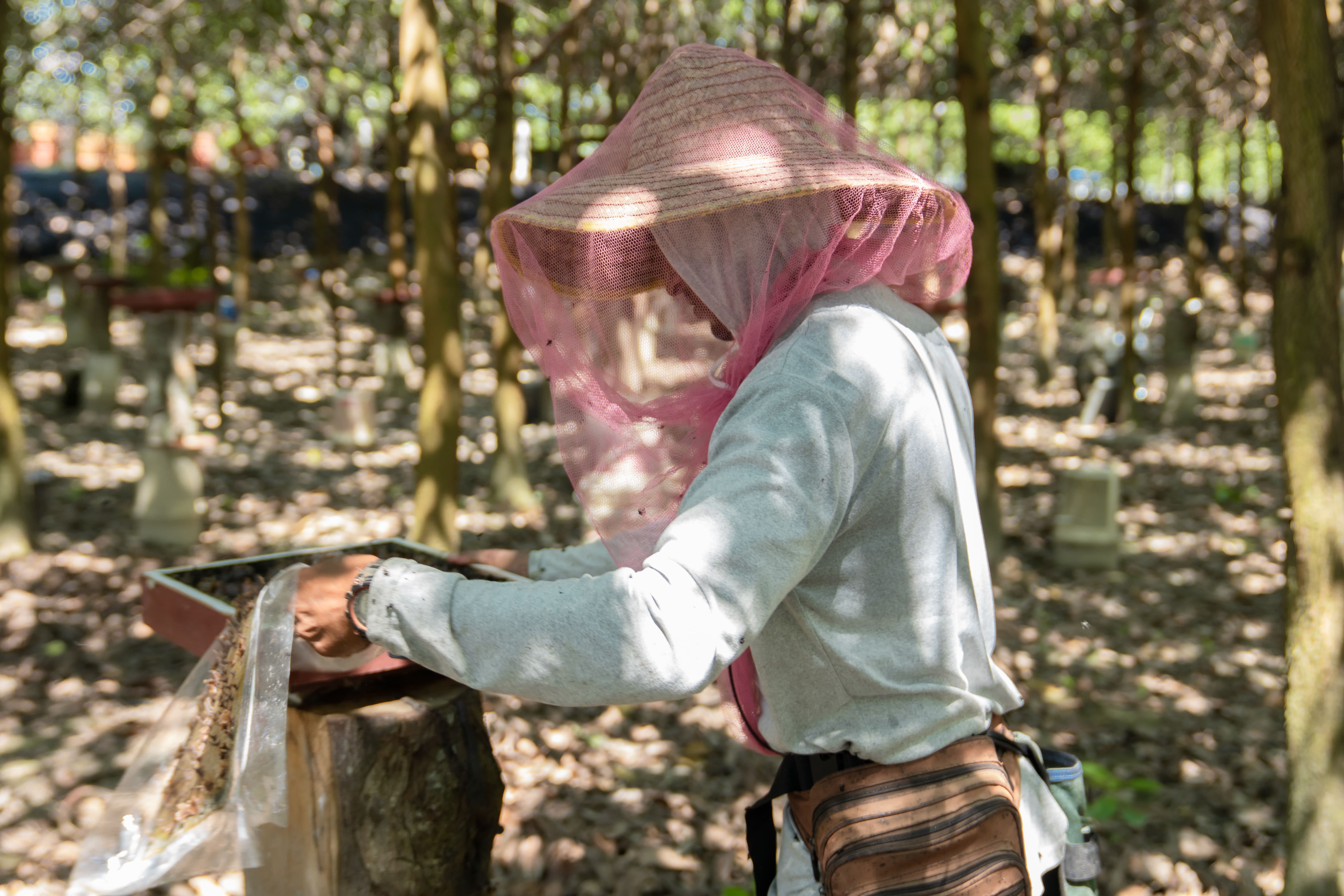 Acacia 树