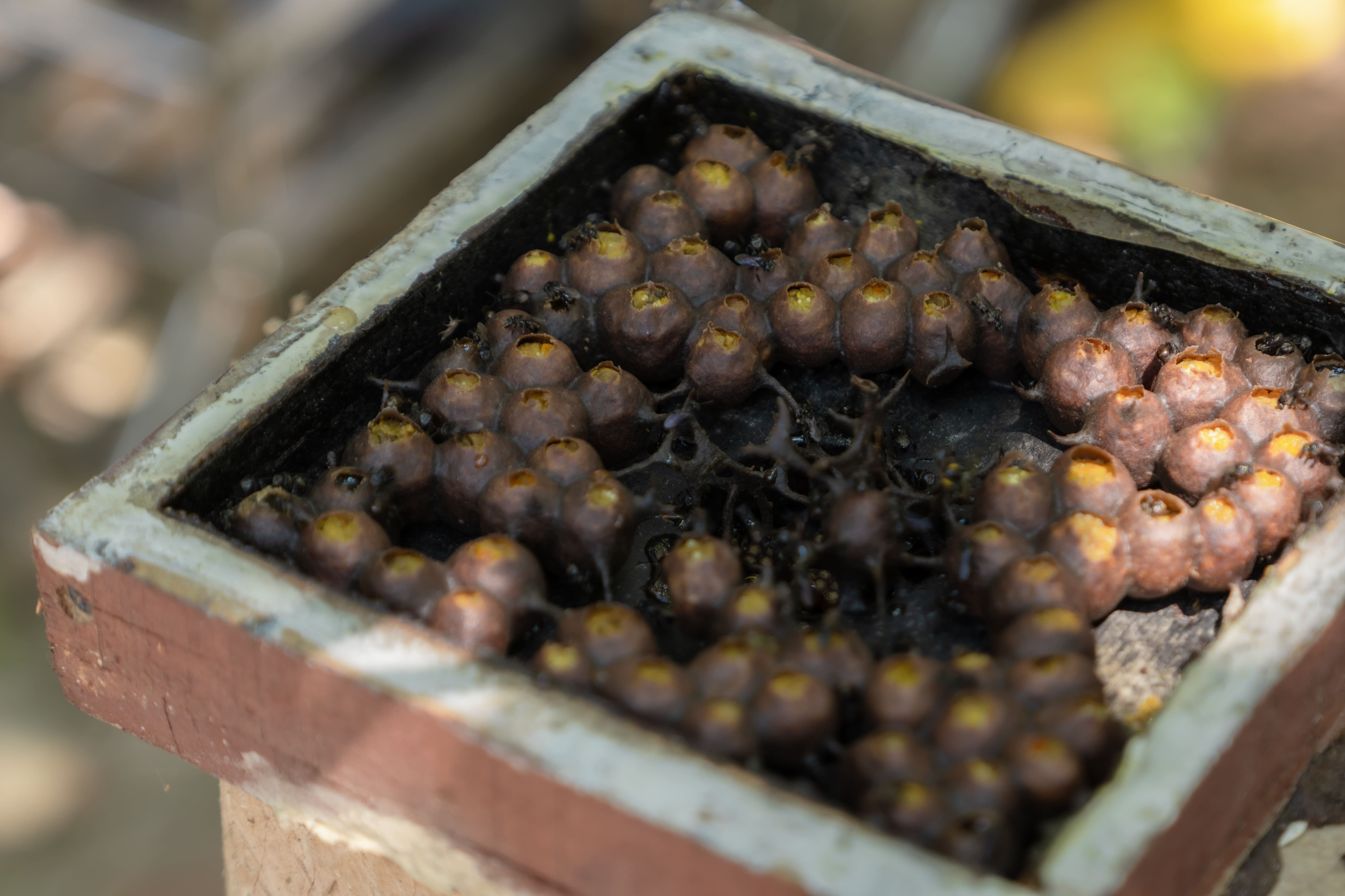 Acacia 树
