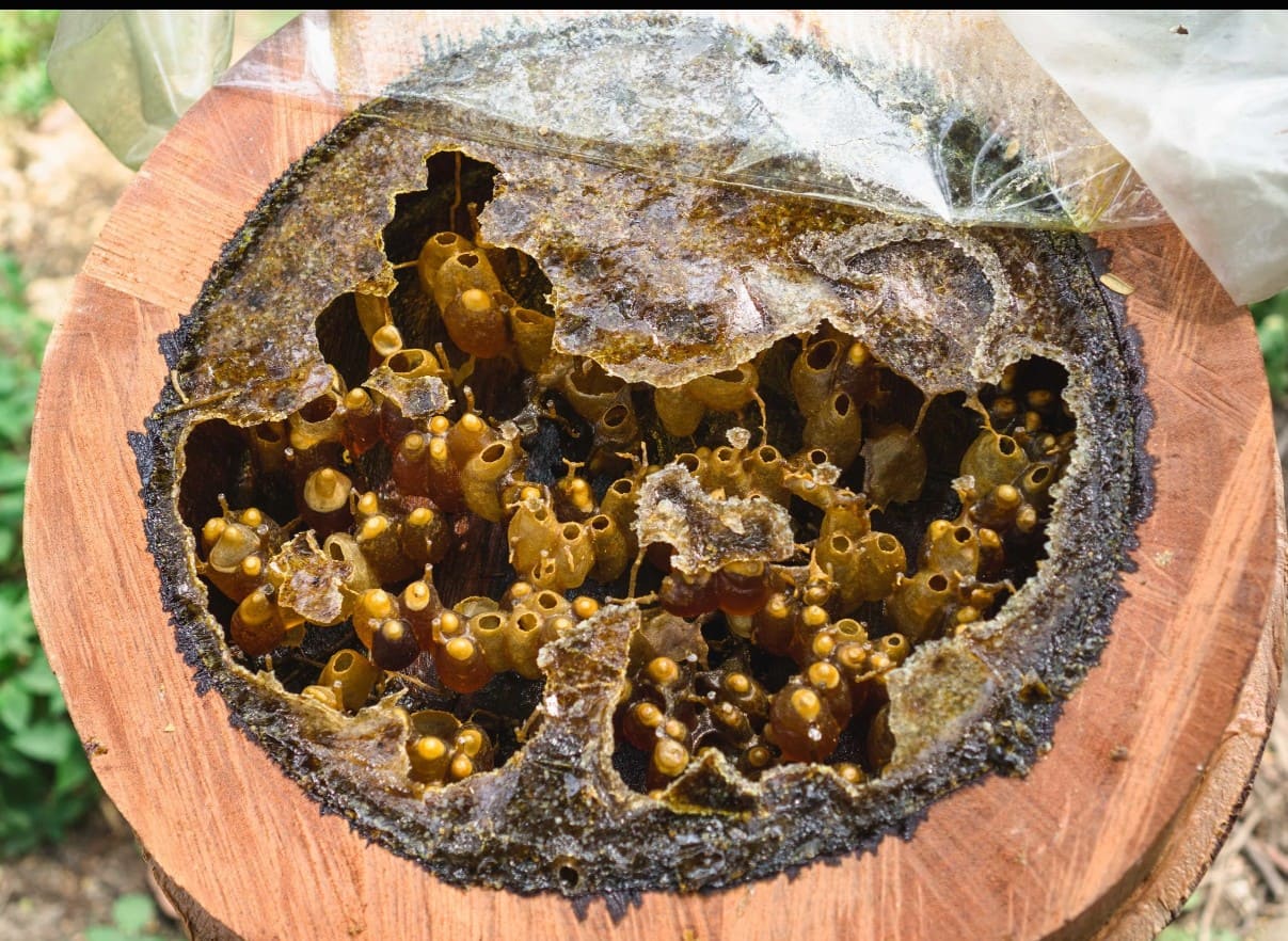 银峰 Itama（Heterotrigona itama）介绍